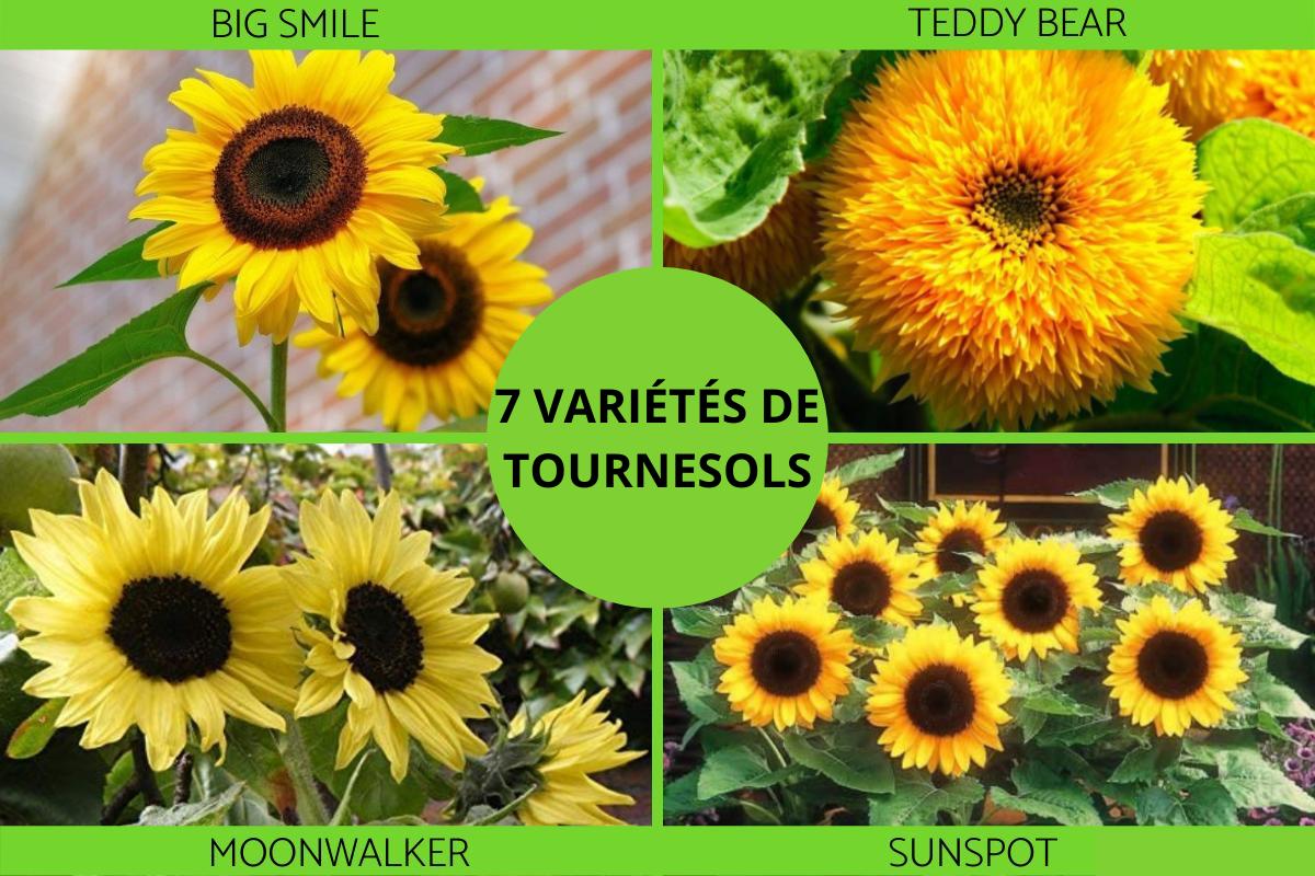 Variétés de tournesols