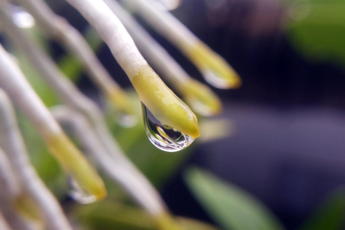 Orchidées dans l