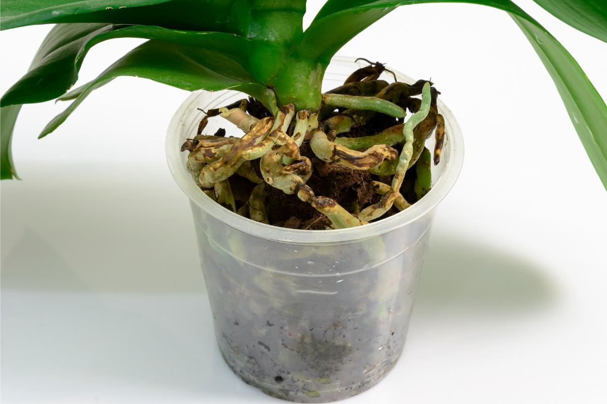 Orchidées dans l