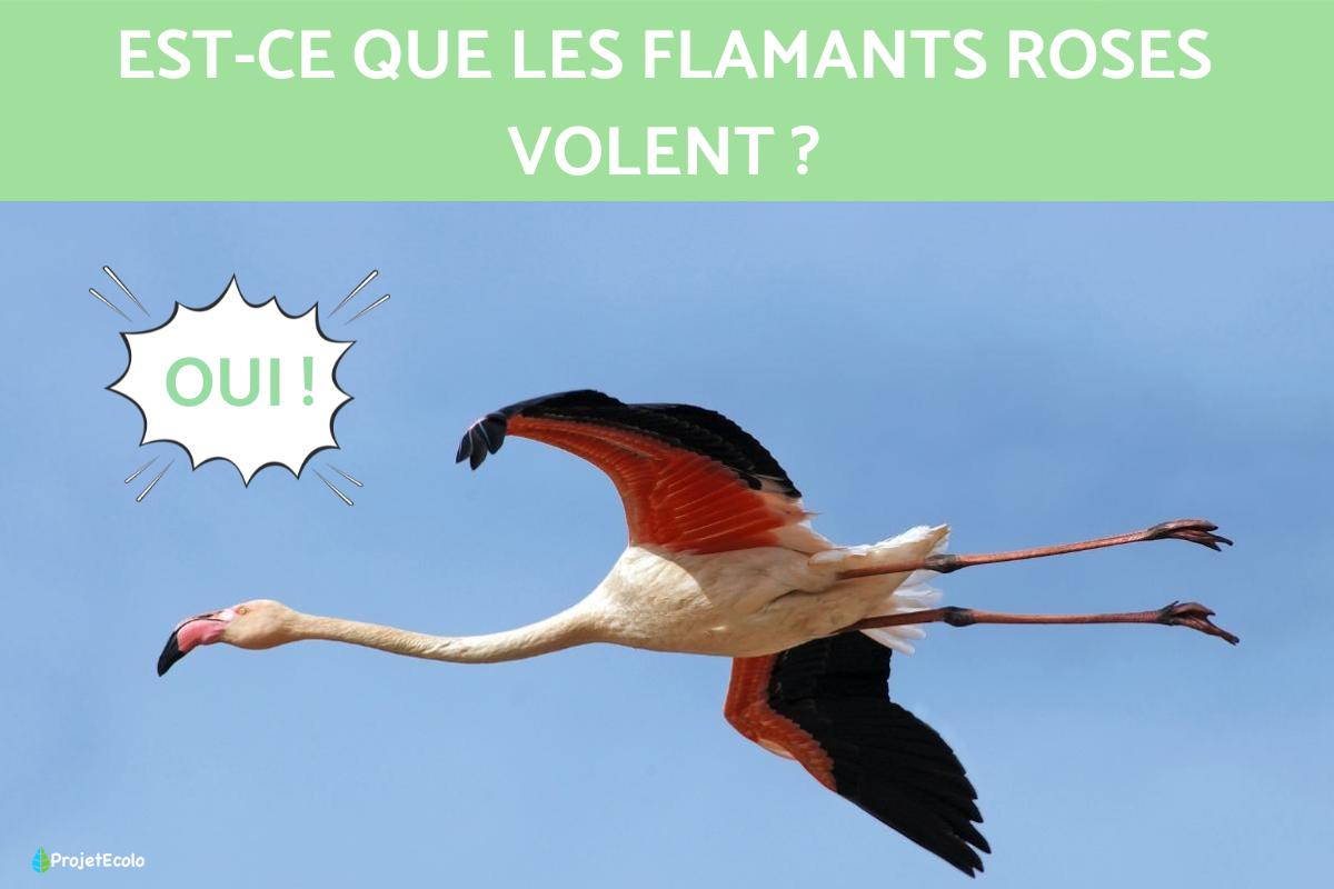 Est ce que les flamants roses volent ?