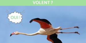 Est ce que les flamants roses volent ?