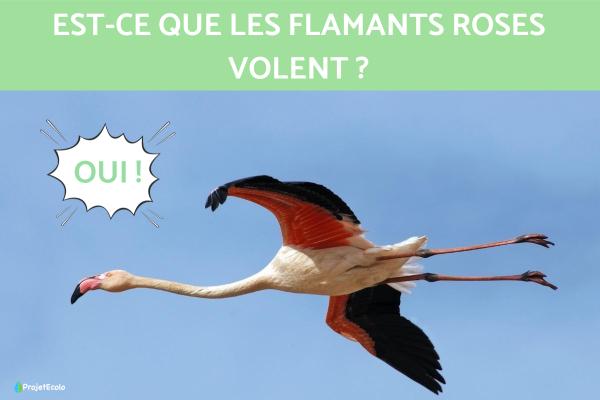 Est ce que les flamants roses volent ?