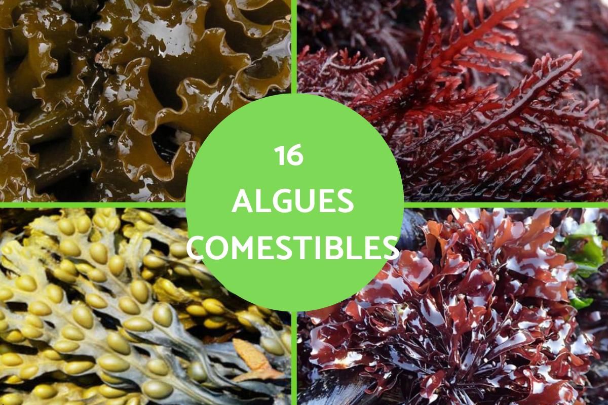 Liste des algues comestibles