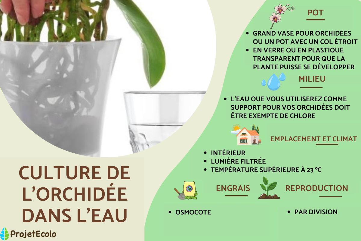Orchidées dans l'eau : culture et entretien