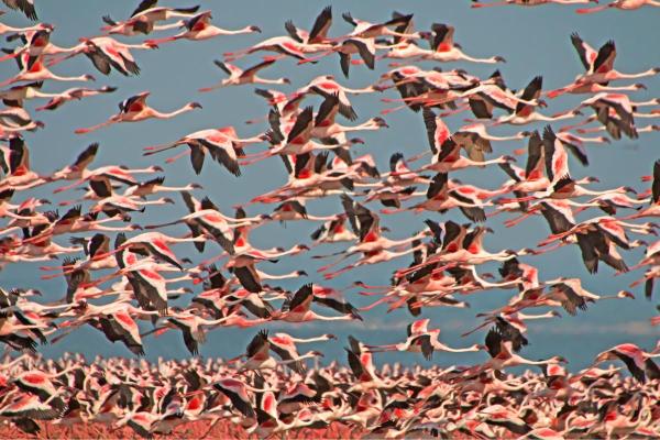 Est ce que les flamants roses volent ? - Quand est-ce que les flamants roses volent ?