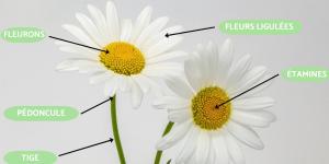 Parties de la fleur marguerite