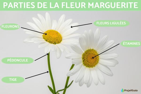Parties de la fleur marguerite