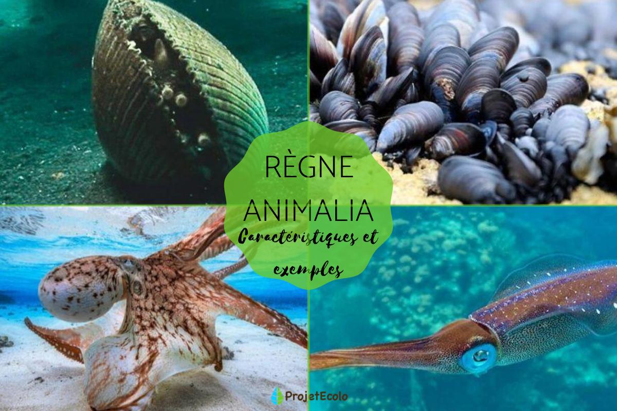 Règne Animalia - Caractéristiques, classification et exemples