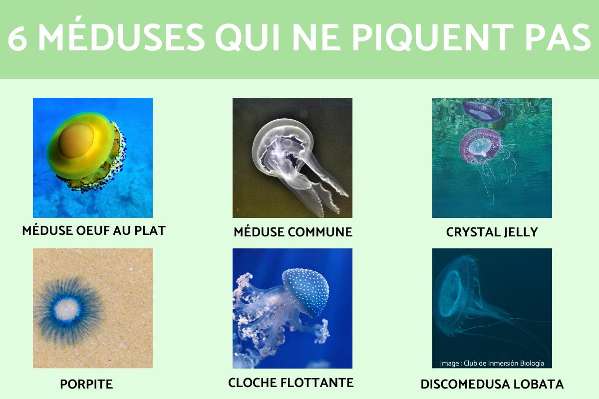 Méduses qui ne piquent pas
