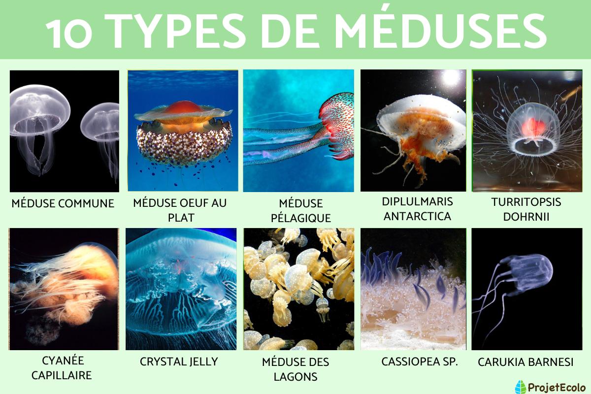 Types de méduses
