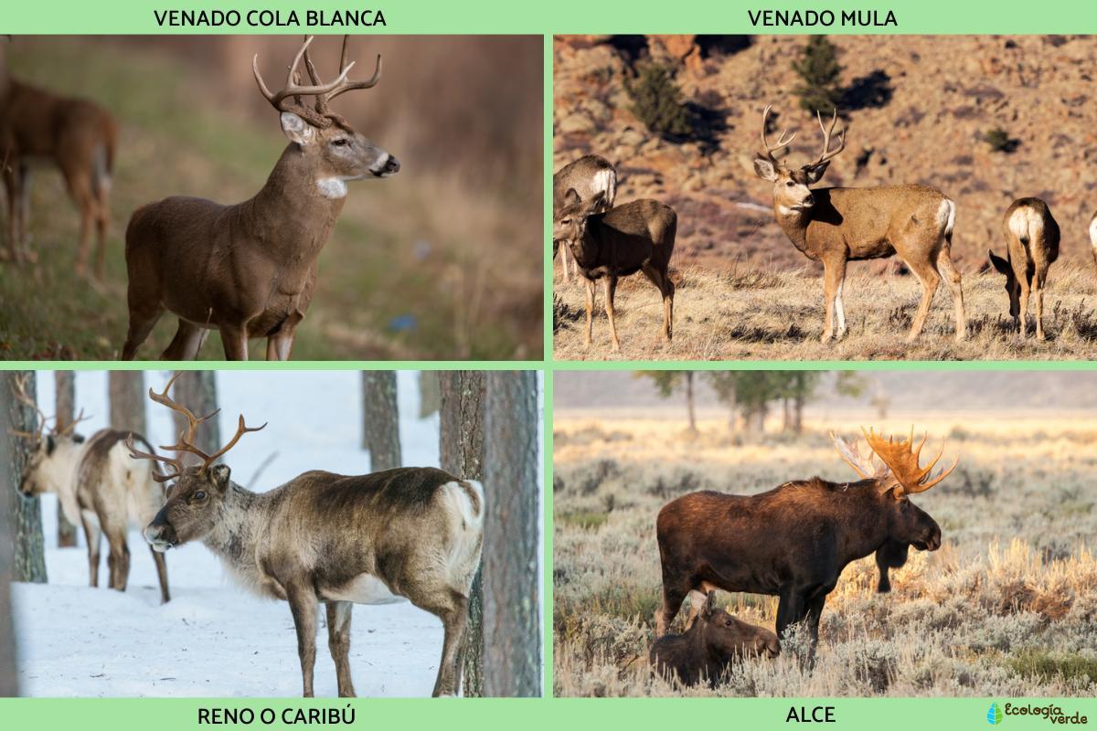 Types de cervidés Classification, spécimens, distribution et habitats — free download