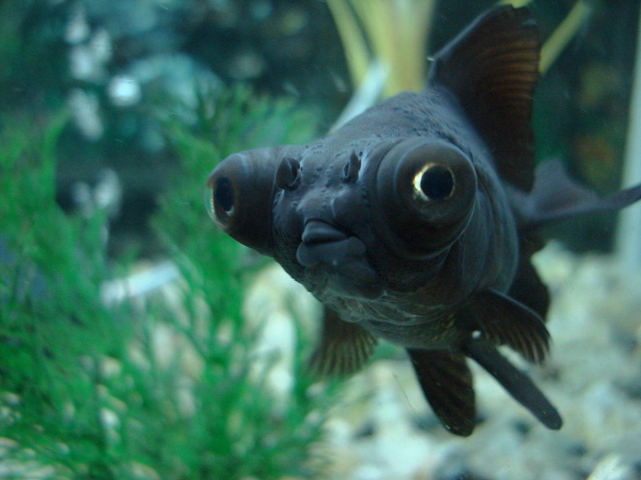 Les POISSONS DORMENTILS