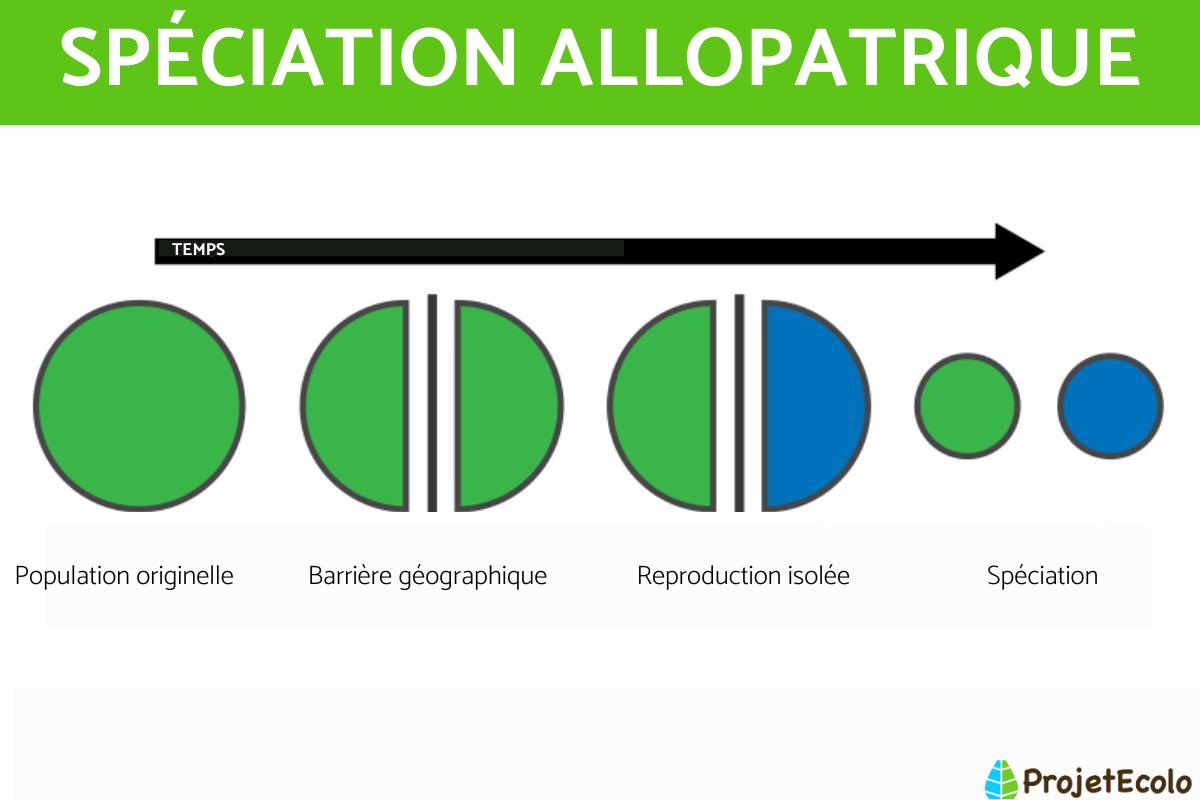Spéciation allopatrique : Définition, exemples et caractéristiques