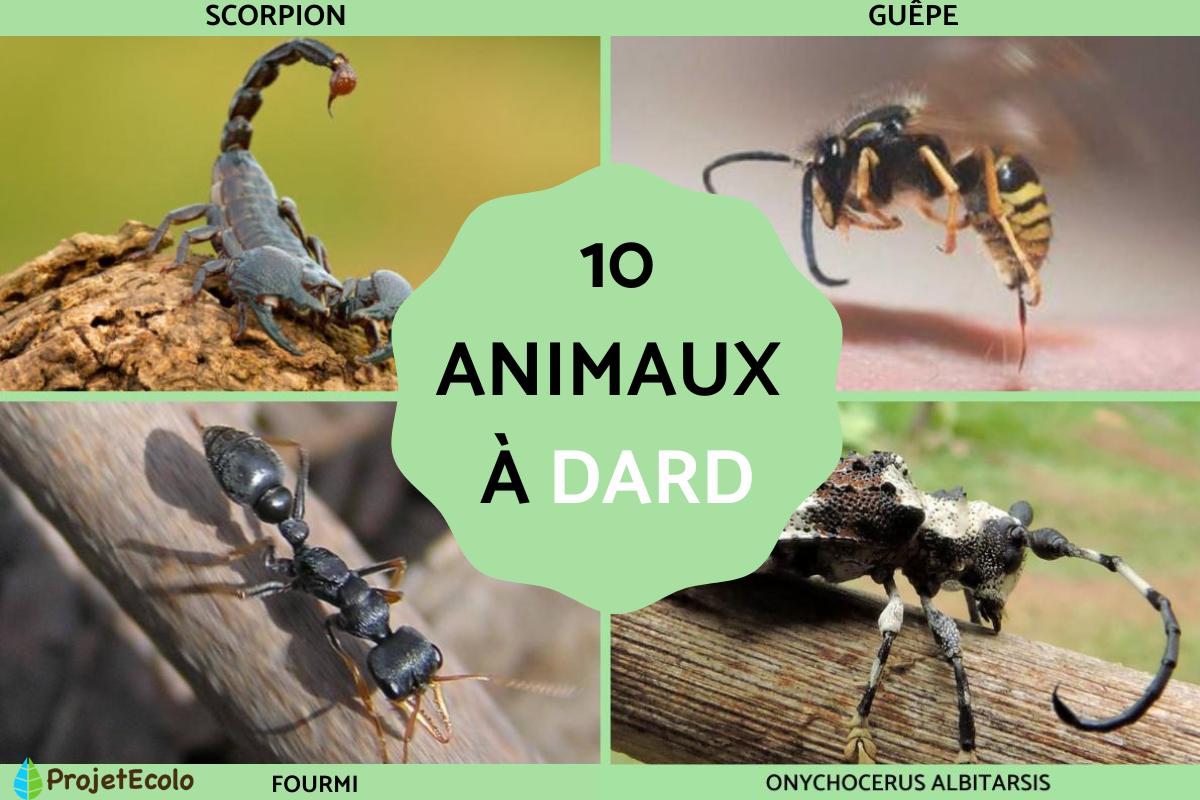 Animaux à dard