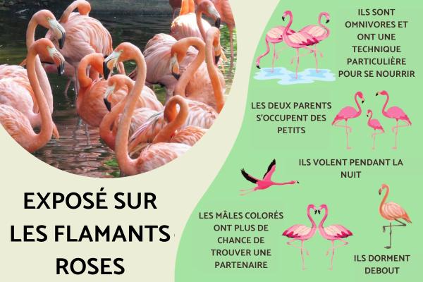 Exposé sur les flamants roses