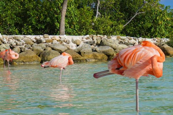 Exposé sur les flamants roses - Ils forment debout
