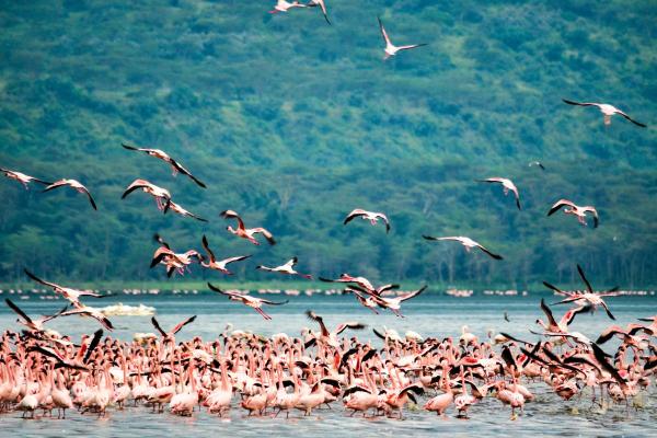 Exposé sur les flamants roses - Ils réalisent de très longues migrations
