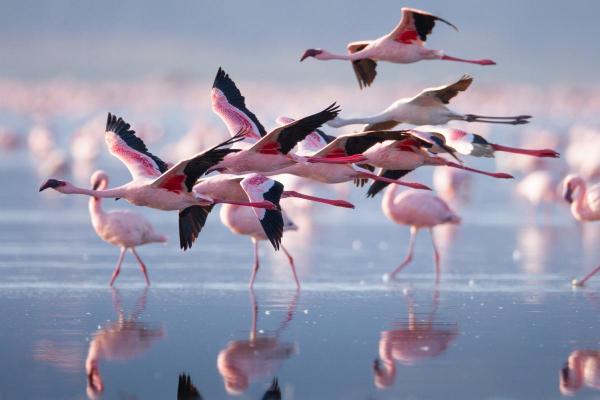 Exposé sur les flamants roses - Les flamants roses volent la nuit