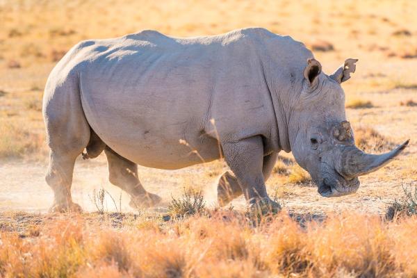 Types de rhinocéros - Rhinocéros blanc (Ceratotherium simum)