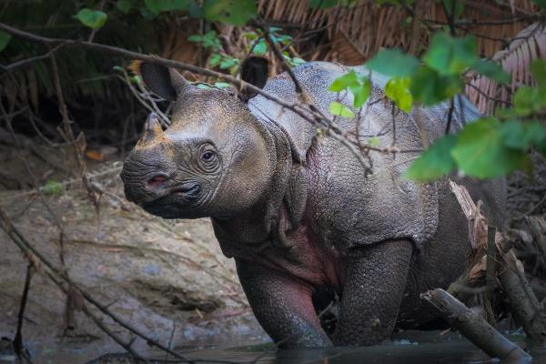Types de rhinocéros - Rhinocéros de Java (Rhinoceros sondaicus)