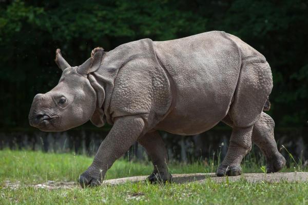 Types de rhinocéros - Rhinocéros indien (Rhinoceros unicornis)