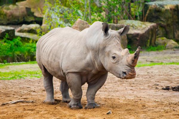 Types de rhinocéros - Rhinocéros noir (Diceros bicornis)