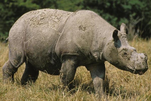 Types de rhinocéros - Rinoceronte de Sumatra (Dicerorhinus sumatrensis)