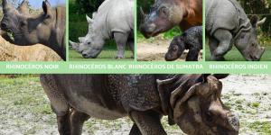 Types de rhinocéros