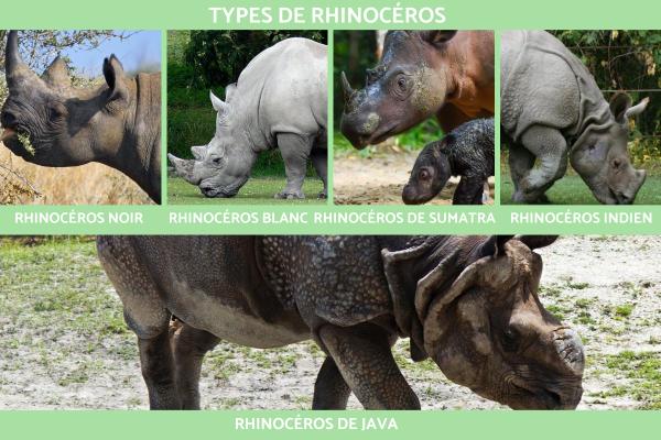 Types de rhinocéros