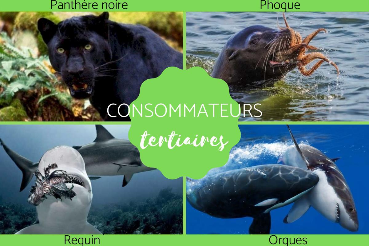 Consommateur tertiaire : Définition et exemples