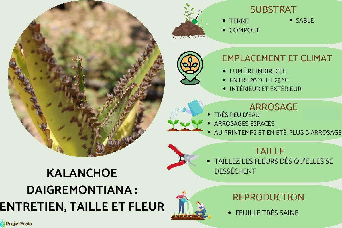 Kalanchoe daigremontiana : entretien, taille et fleur