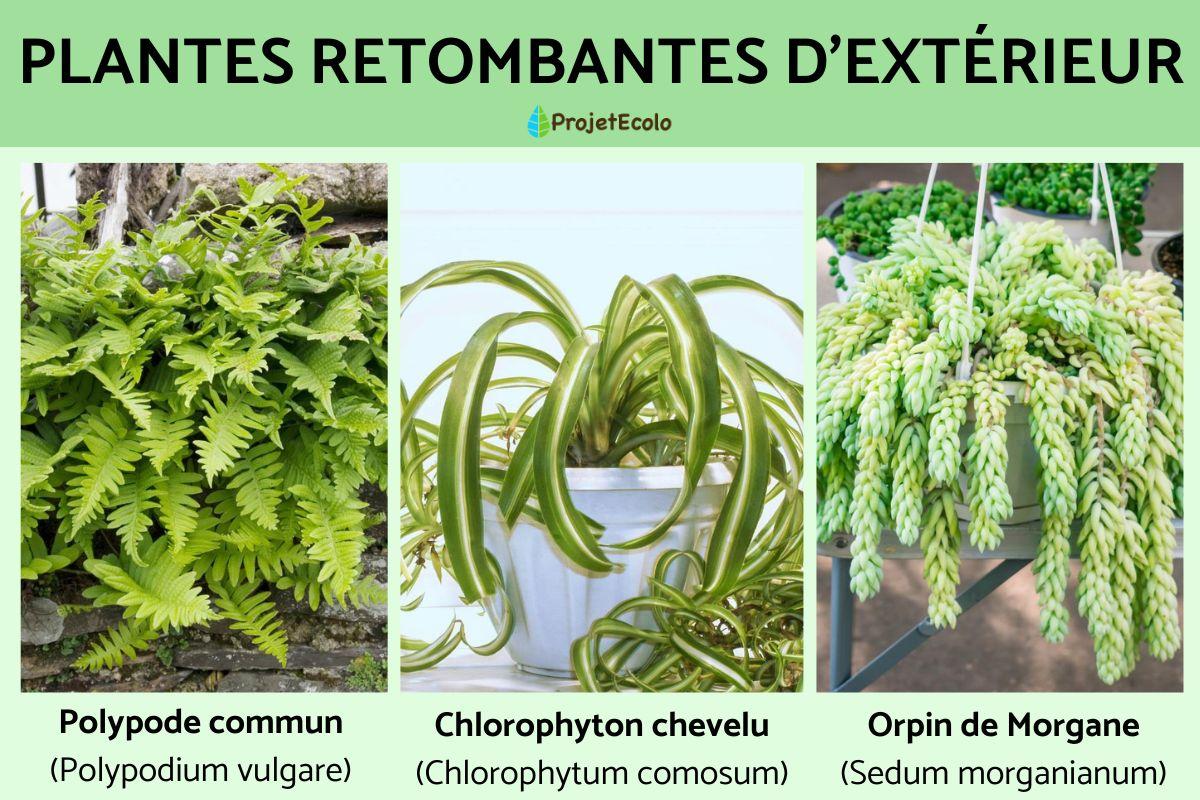 Sitemapcdatahttpsmodeinf Inetcomfausses Plantes Retombantes