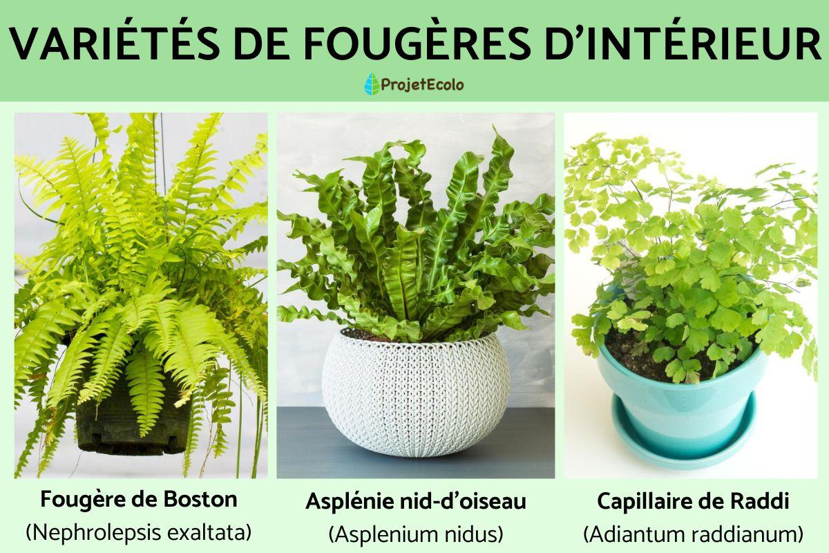 Fougères d'intérieur