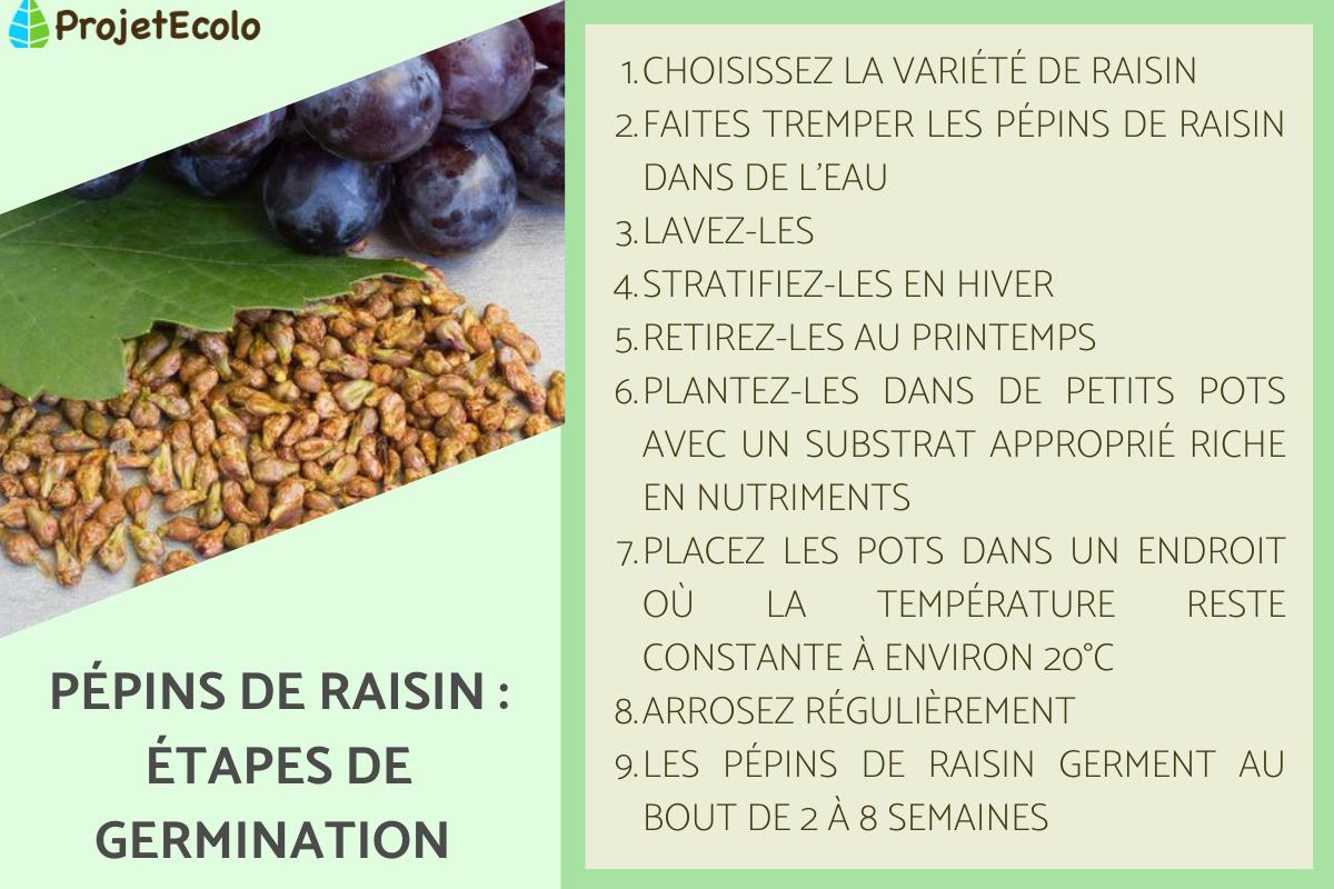 Pépins de raisin : germination et entretien