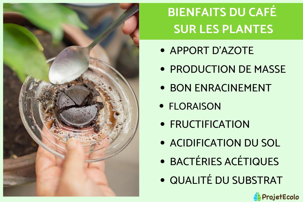 CAFÉ sur les PLANTES BIENFAITS et UTILISATION — free download