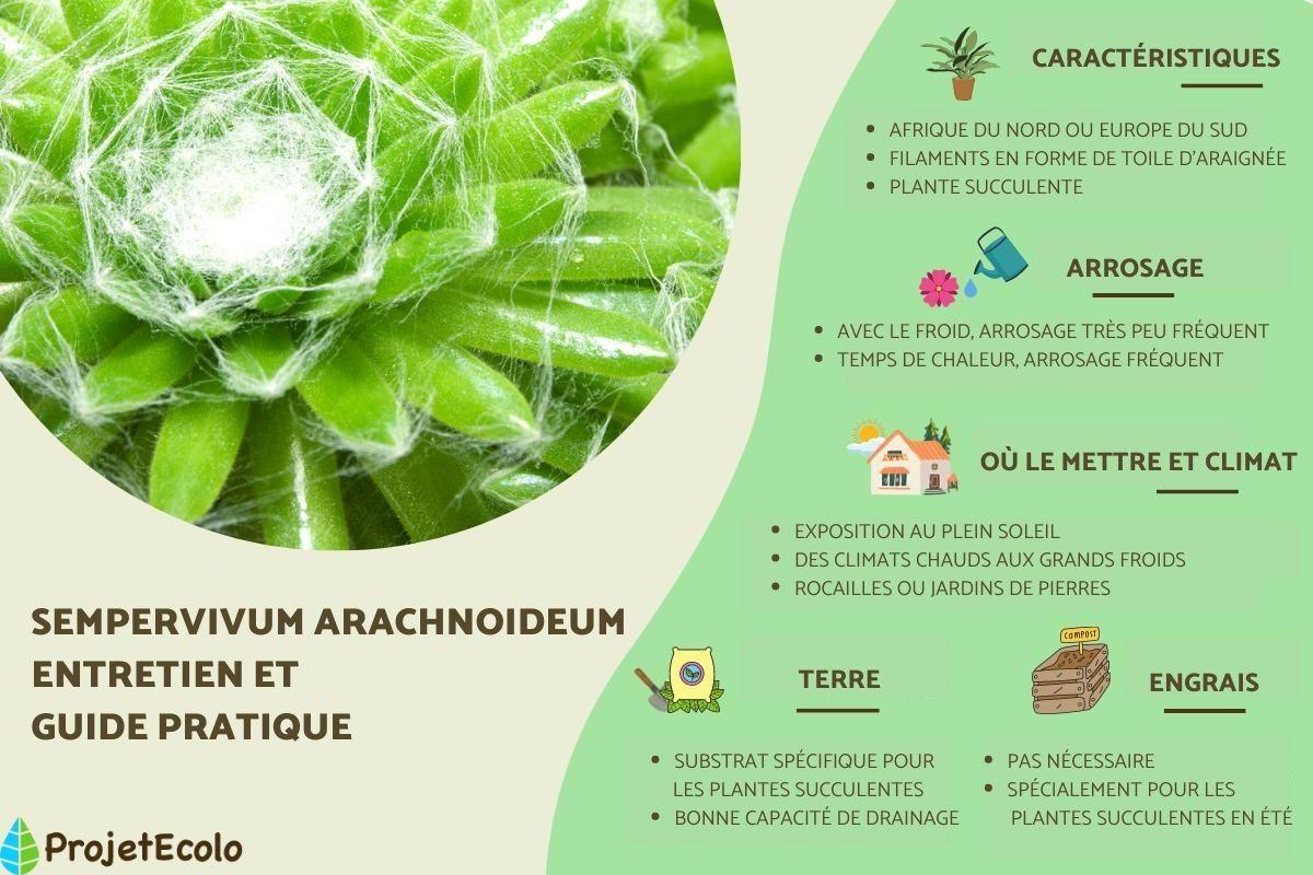 Joubarbe à toile d'araignée ou Sempervivum arachnoideum - Entretien
