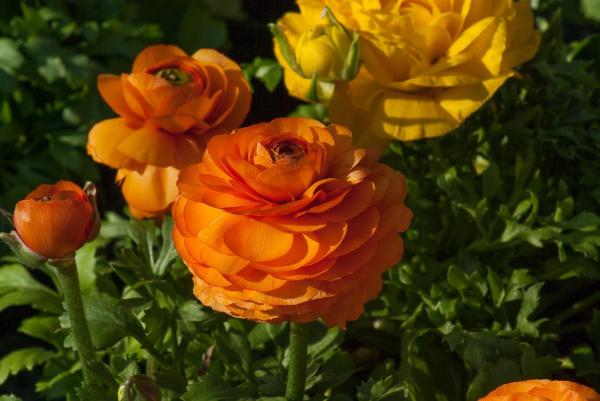 Entretien d'un renoncule - Comment planter un renoncule ?