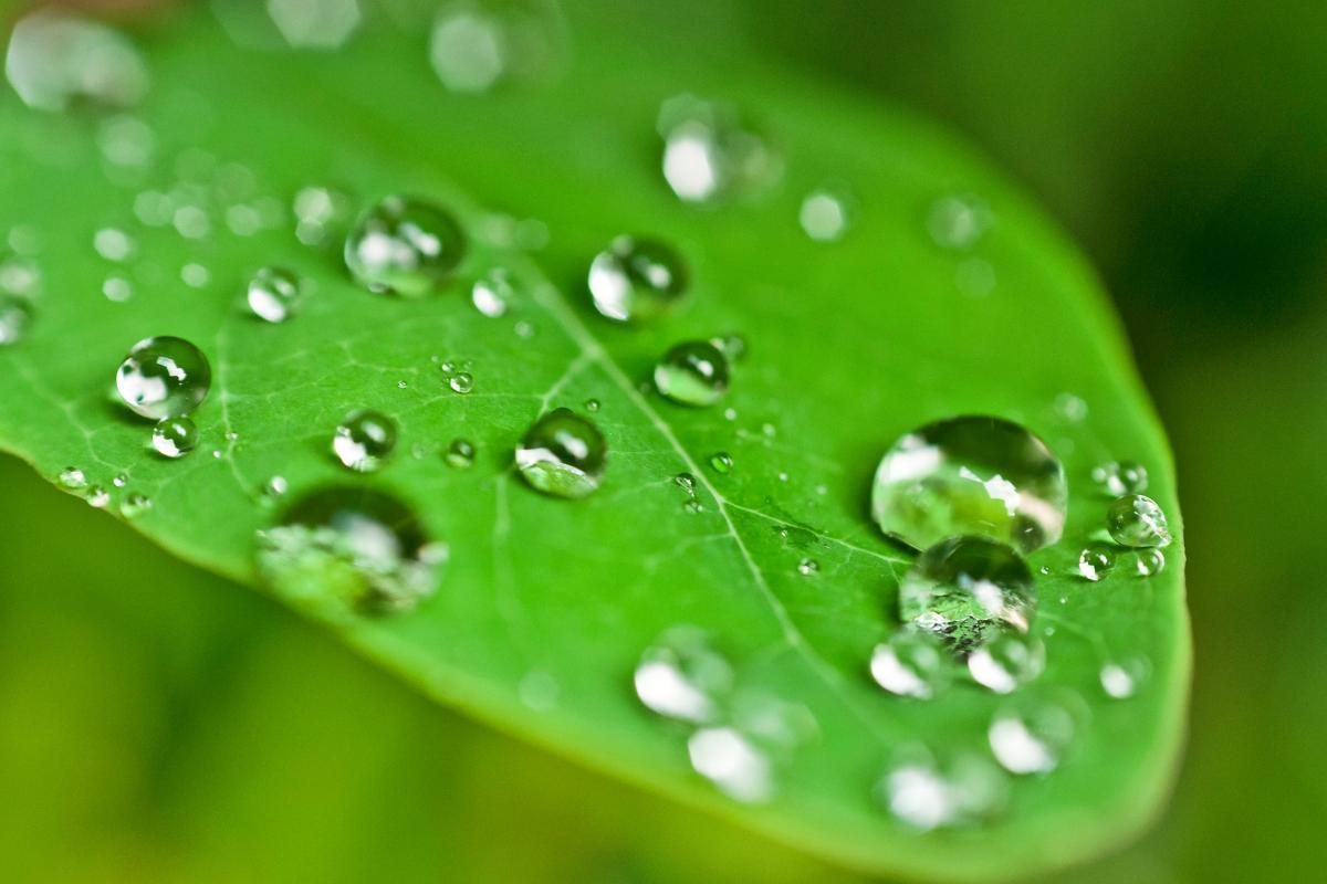 Rosée : définition et point de rosée
