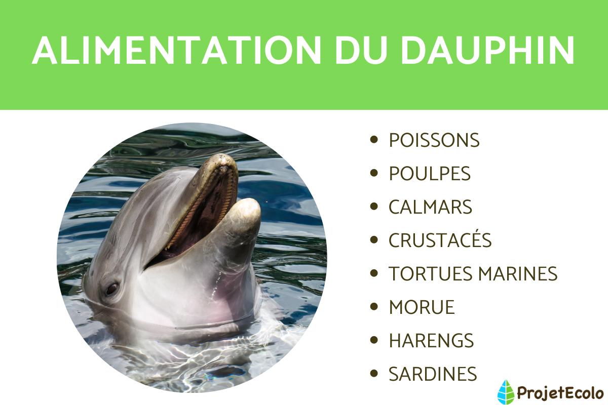 Que mange le dauphin ? - Alimentation du dauphin