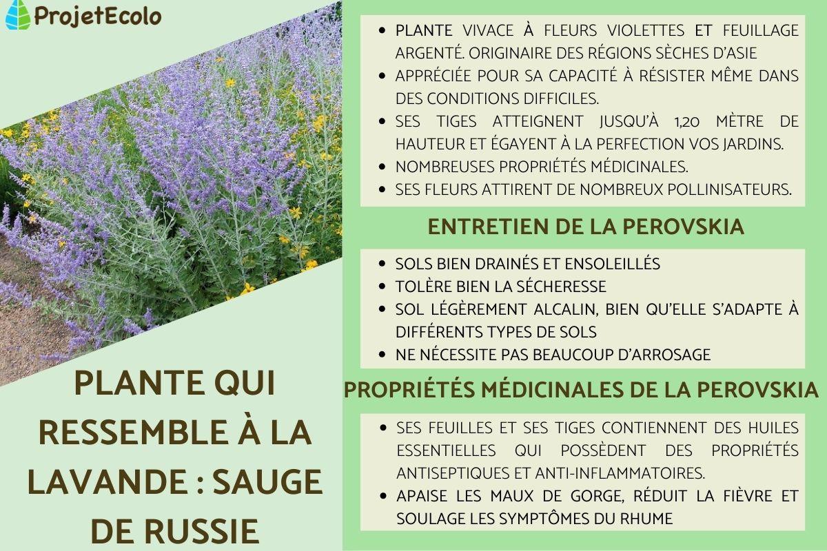 Plante qui ressemble à la lavande : sauge de Russie