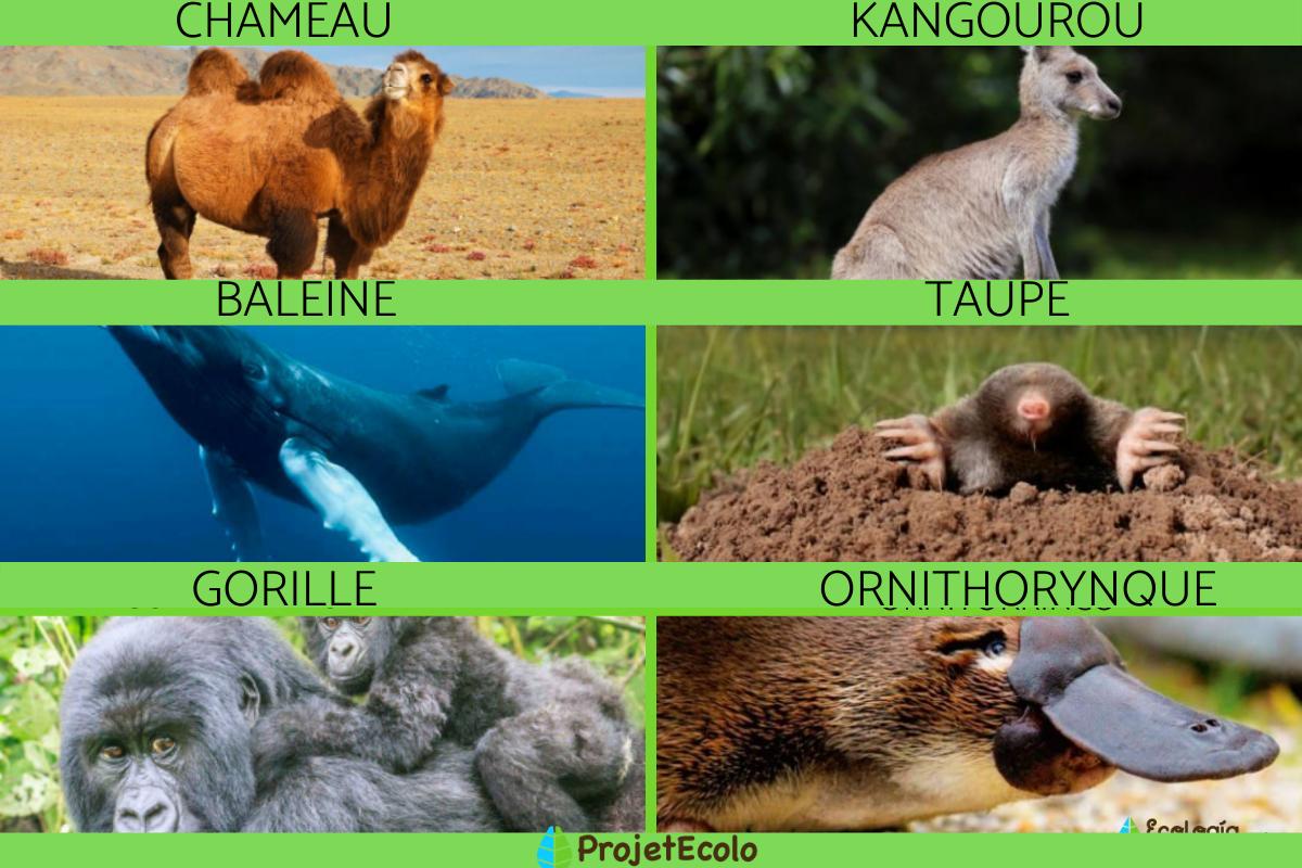 Qu'est-ce qu'un mammifère - Liste et caractéristiques