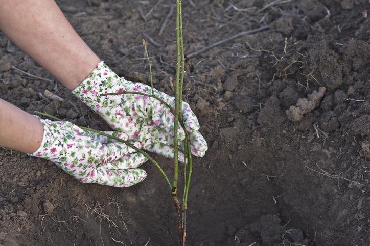 Comment faire des boutures de ROSIERS