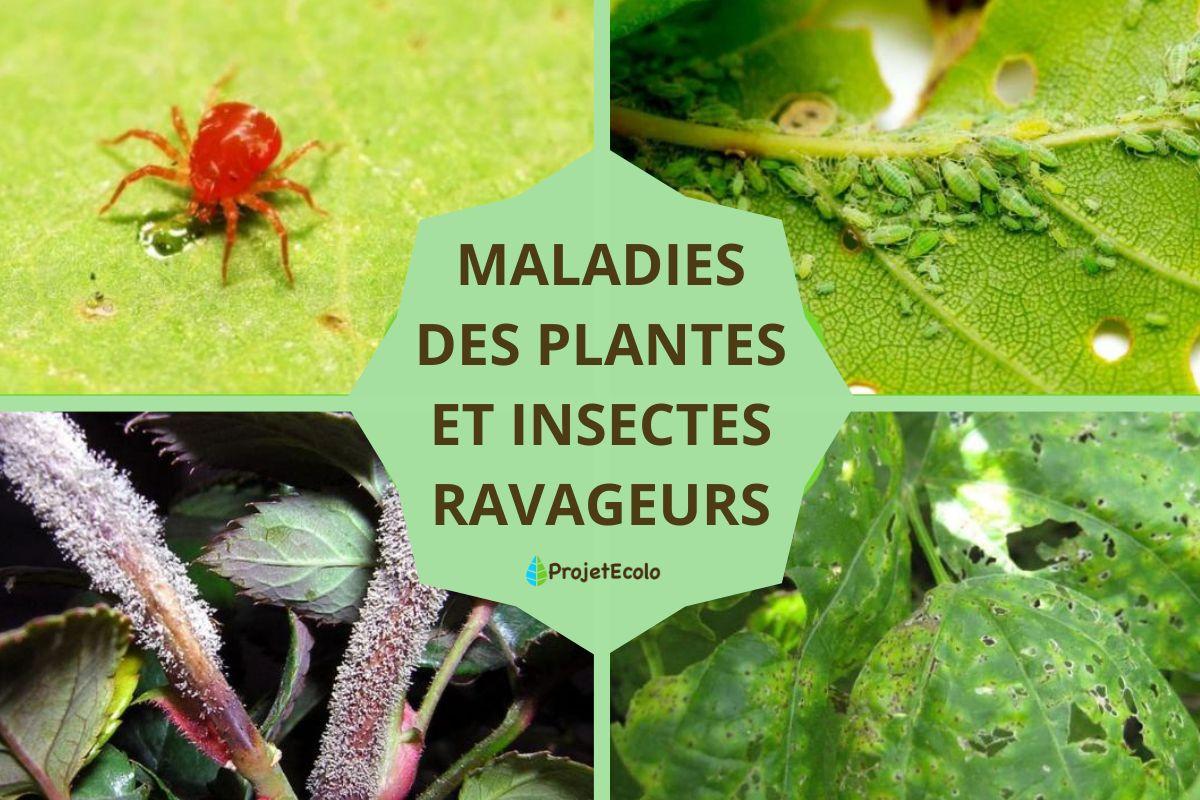 Maladies des plantes et insectes ravageurs