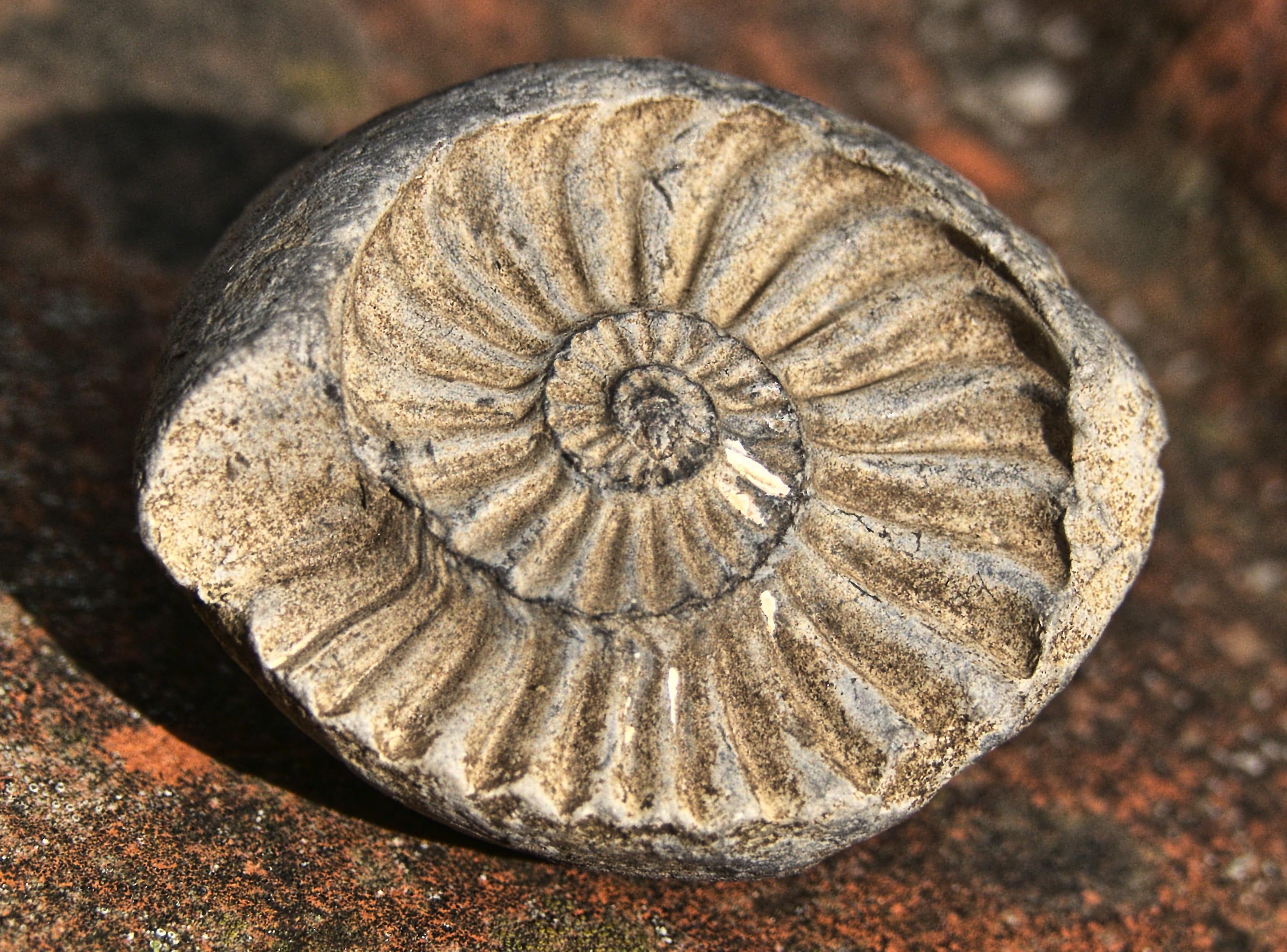 Types de FOSSILISATION et leurs CARACTÉRISTIQUES