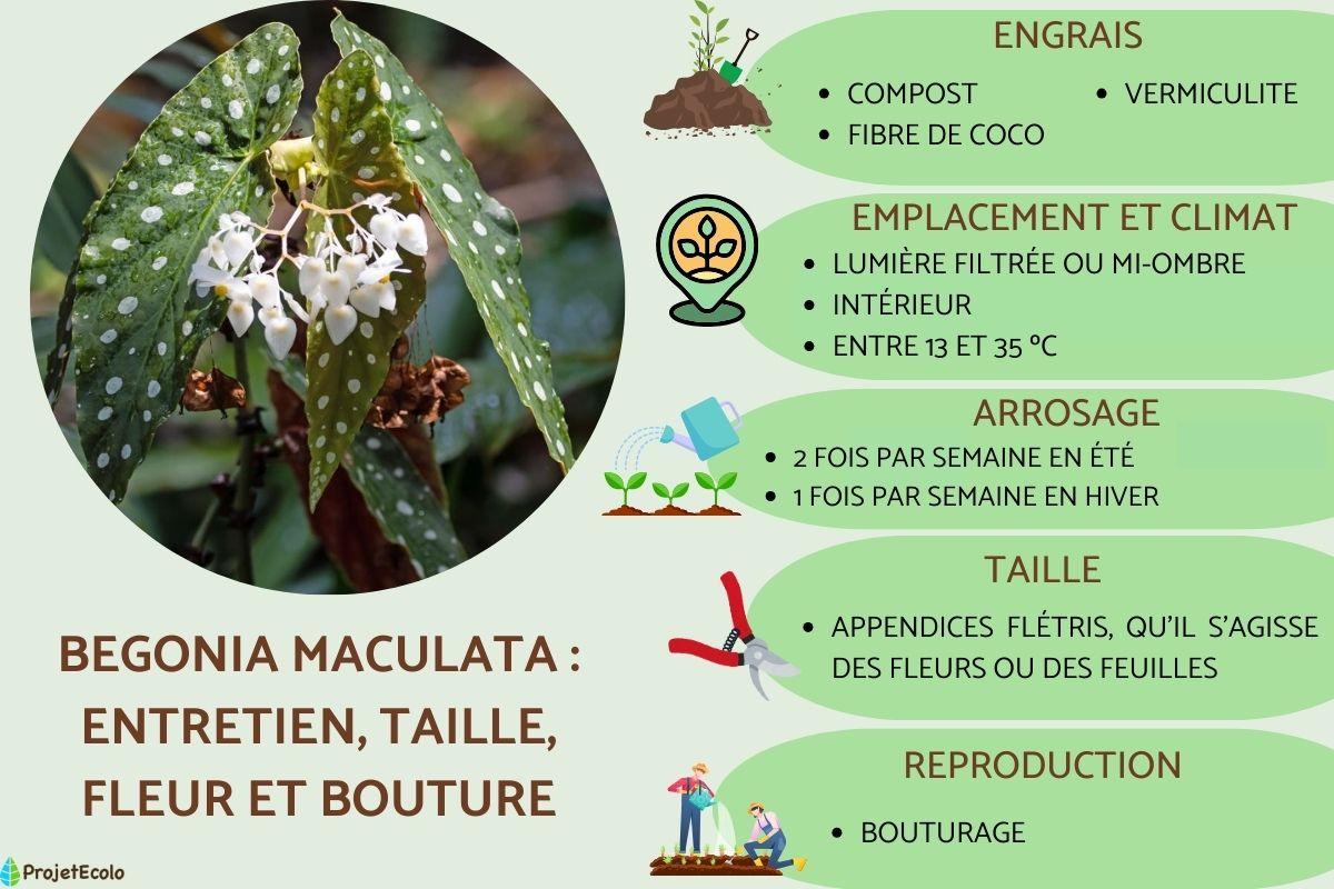 Begonia maculata : entretien, taille, fleur et bouture