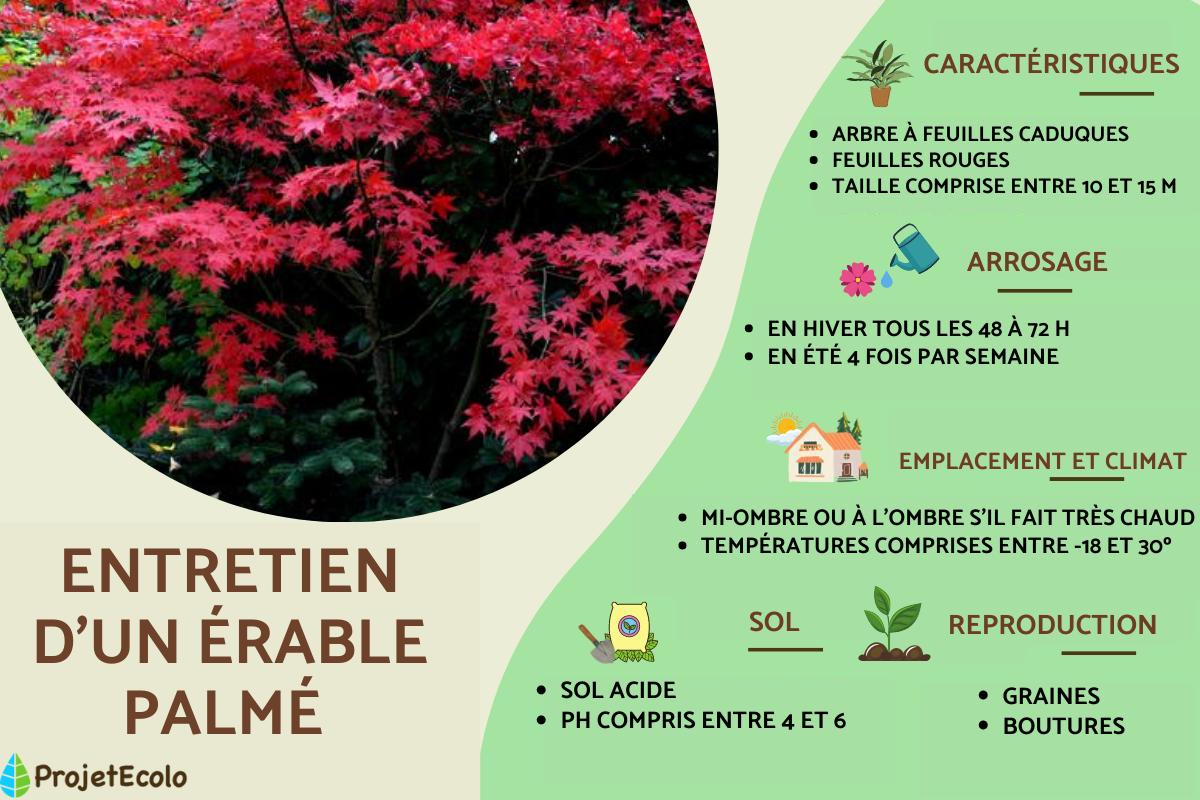 Érable palmé : entretien et variétés