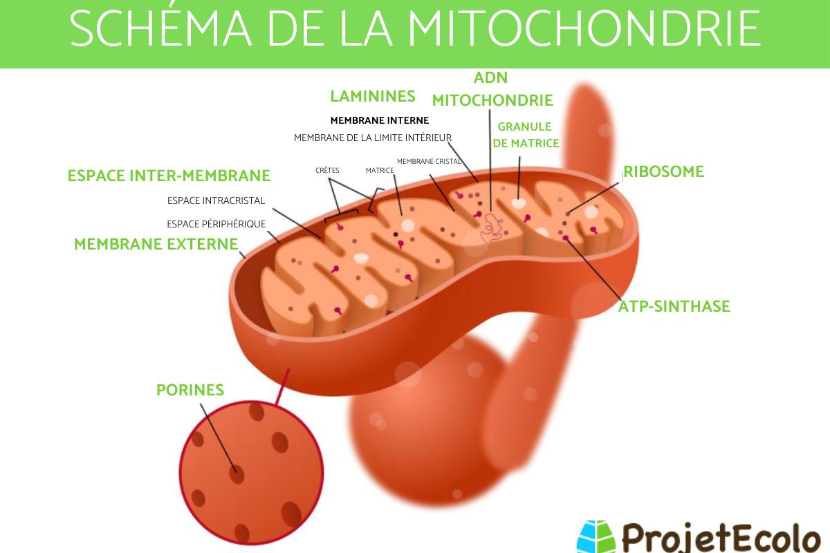 Mitochondrie : schéma, définition, fonction et structure