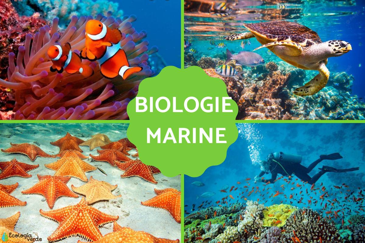 Biologie marine : Définition et importance