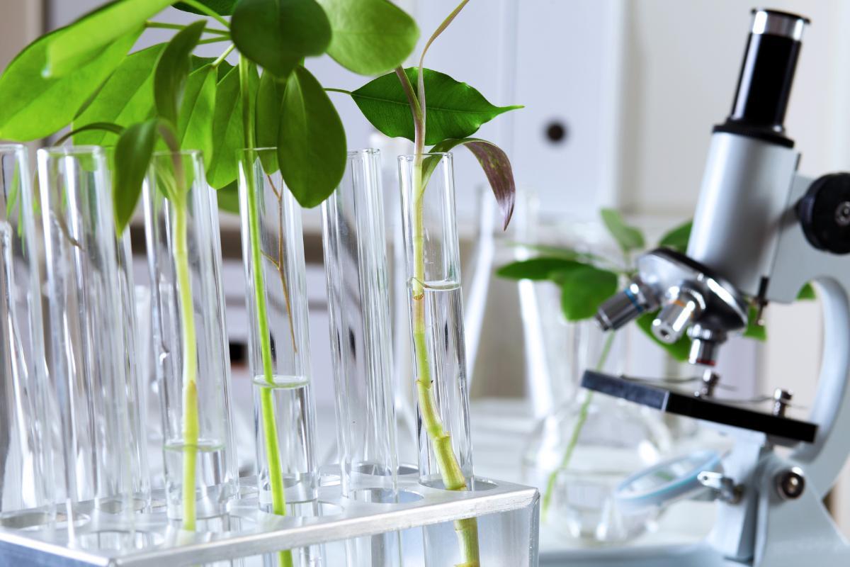 Biotechnologie verte : Définition et applications