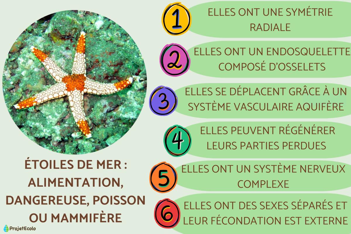 Étoiles de mer : alimentation, dangereuse, poisson ou mammifère